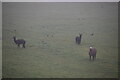 Alpacas in the mist