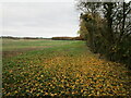 Grass field near Naunton Beauchamp