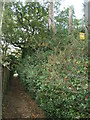 SU4222 : Neighbourhood Watch sign, off Beechwood Crescent by Christine Johnstone
