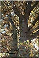 SK9903 : The trunk of an ancient oak, Quercus robur by Bob Harvey