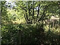 Footpath in Whitehill Wood