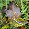 SO7944 : Fallen leaf by Philip Halling