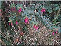 Fuchsias on Lyttelton Road Hampstead Garden Suburb