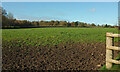 SX8077 : Field by Chapple Road by Derek Harper