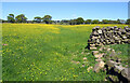 Buttercups, Covey Hall Farm, Weston