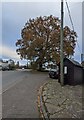 Oak in autumn colours, Usk Road, Llangybi, Monmouthshire