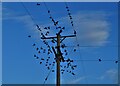 Starlings and telephone wires