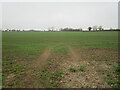 Autumn sown field near Radford