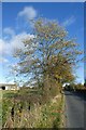 Trees along Stockton Lane