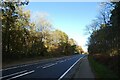 A64 in High Plumps Wood