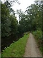 NCN49 by Monmouthshire and Brecon Canal, passing Waun-y-Clare Wood