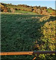 Field in Llanddewi Fach, Monmouthshire