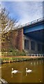 Swans on the Bridgewater Canal