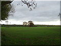 Crop field off Sancton Road (A1034)