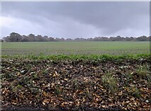 TL2617 : Field by White Horse Lane, Bull's Green by David Howard