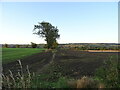 Footpath towards Ravensworth