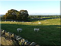 NZ0418 : Sheep grazing near Low Park Wall by JThomas