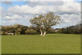 Tree in field