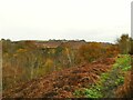 The top of Shipley Glen