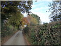 Autumn colours in the lane