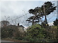 Large Lebanese Cedar tree beside the road