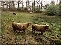 Highland cattle, Comrie House