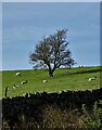 Lone tree in a sheep pasture at Spring Head