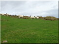 NY8684 : Sheep grazing, Raw Side by JThomas