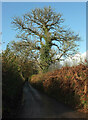 SX7858 : Tree by lane near Dundridge House by Derek Harper