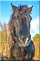 Bovey Tracey : Pony