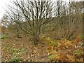 Wooded quarry below Gilstead Moor Edge