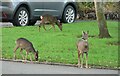 Suburban deer