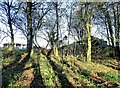 View through the trees to Strothers Farm