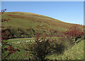 Sheep and autumn berries near Nether Cog