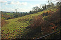 Field with bracken, Lower Crownley