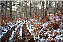 NH5949 : Track in Gallowhill Wood, Redcastle Estate by Julian Paren