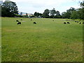 Black sheep grazing in Sully