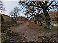 SO4494 : Trees in the Carding Mill Valley by Mat Fascione