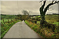 Bare tree along Skreen Road