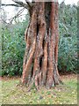 NU1713 : Dawn Redwood, Metasequoia glypstostroboides by Russel Wills