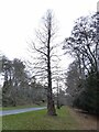 Dawn Redwood, Metasequoia glypstostroboides