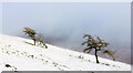 NY1324 : Distorted larch trees on snow slope by Trevor Littlewood