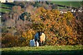 Bovey Tracey : Grassy Field & Sheep