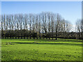 Field on south side of A66