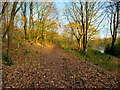 Path around Island Lodge