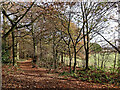 Woodland track south of Wombourne in Staffordshire