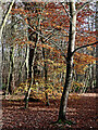 Autumn in the Himley Plantation near Wombourne