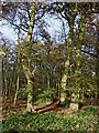 View into Himley Plantation, Staffordshire