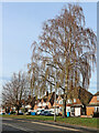 Housing with birch tree near Wombourne, Staffordshire