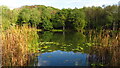 Fishing pond below Apedale, Alsagers Bank